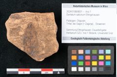 Foto (Objekt + Etikett) von Santalum salicinum Ettingshausen (NHMW-GEO-2024-0188-8001)
